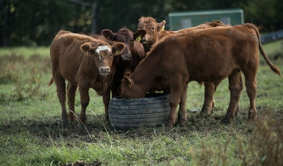 Managing Mineral Intake