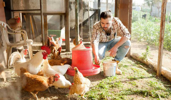 What Makes a Poultry Feed a Good Value?