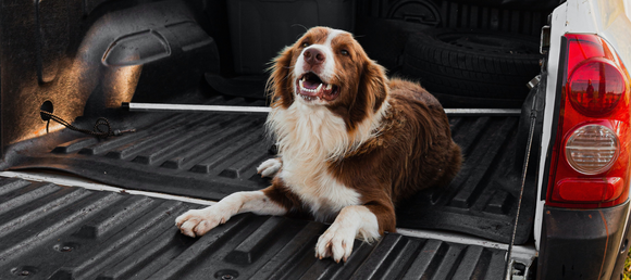 A happy brown and white dog lies in the open bed of a pickup truck, surrounded by a tire and equipment. The scene feels relaxed and playful.