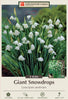 Netherland Bulb Company Giant Snowdrop