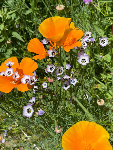 Renee’s Garden Scatter Gardens  Colorful & Carefree Annual Wildflowers