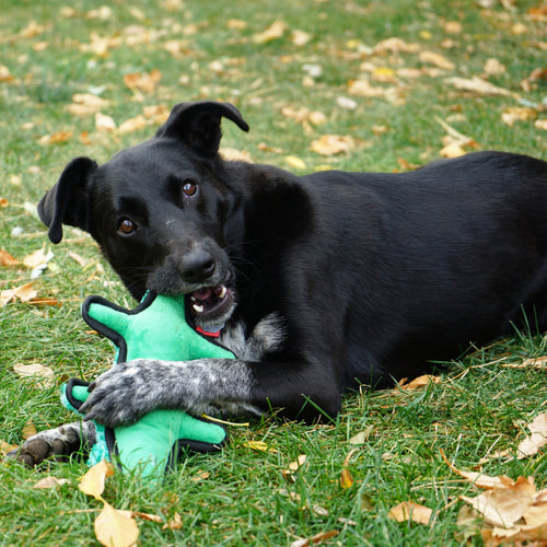 KONG Ballistic Alligator Dog Toy